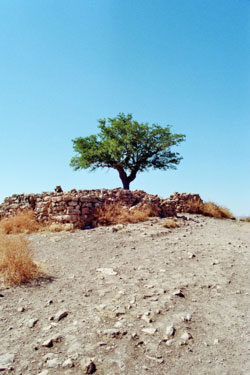 Wunschbaum von Göbekli Tepe