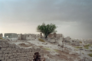 Ein einsamer Baum zwischen Ruinen auf dem Wall Qatnas.